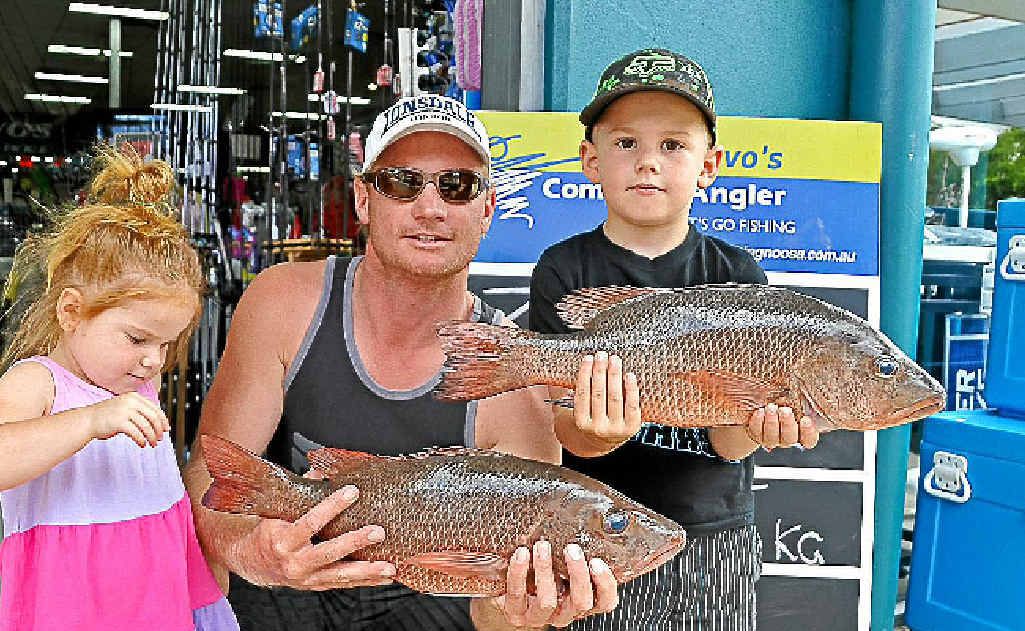 RYAN worked the Woods Point stretch with live fish baits for one 2kg and one 2.5kg mangrove jack. RYAN worked the Woods Point stretch with live fish baits for one 2kg and one 2.5kg mangrove jack.